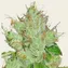 G13 Haze - Regular - Image 4