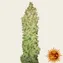 G13 Haze - Regular - Image 5