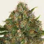 G13 Haze - Regular - Image 1