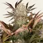 Blue Sunset Sherbert - Image 4