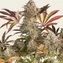 Blue Sunset Sherbert - Image 5