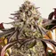 Blue Sunset Sherbert - Image 1