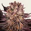 Mimosa x Orange Punch - Image 2