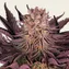 Mimosa x Orange Punch - Image 4