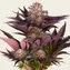Mimosa x Orange Punch - Image 5