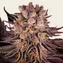 Mimosa x Orange Punch - Image 1