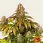 Lemon Tree - Image 5