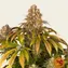Lemon Tree - Image 6