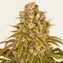 Lemon Tree - Image 7