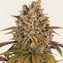 Lemon Tree - Image 2