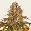 Lemon Tree - Image 3