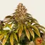 Lemon Tree - Image 4
