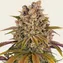 Lemon Tree - Image 1