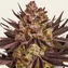 Biscotti Mintz - Image 1