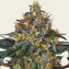 Moby Dick Auto - Image 2