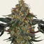 Moby Dick Auto - Image 3