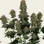 Moby Dick Auto - Image 4