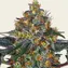 Moby Dick Auto - Image 5