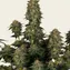 Moby Dick Auto - Image 6