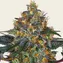Moby Dick Auto - Image 1