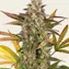 Amnesia Haze Auto - Image 3