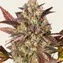 Amnesia Haze Auto - Image 4