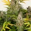 Amnesia Haze Auto - Image 5