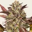 Amnesia Haze Auto - Image 1