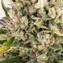Strawberry Cheesecake Auto - Image 5