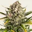 Strawberry Cheesecake Auto - Image 2