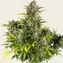 Strawberry Cheesecake Auto - Image 3