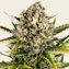Strawberry Cheesecake Auto - Image 1
