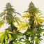 Kush Mintz - Image 5