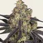 Kush Mintz - Image 2