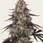Kush Mintz - Image 3