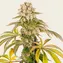Kush Mintz - Image 4