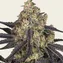 Kush Mintz - Image 1
