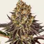 Gelato 45 - Image 2