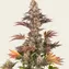 Gelato 45 - Image 3