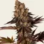 Gelato 45 - Image 4