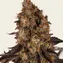 Gelato 45 - Image 5