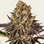 Gelato 45 - Image 1