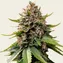 White Widow XXL Auto - Image 2