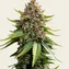White Widow XXL Auto - Image 3
