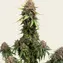 White Widow XXL Auto - Image 4
