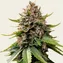 White Widow XXL Auto - Image 1