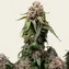 White Widow XXL - Image 3
