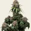 White Widow XXL - Image 4