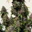 White Widow XXL - Image 5