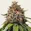 White Widow XXL - Image 1